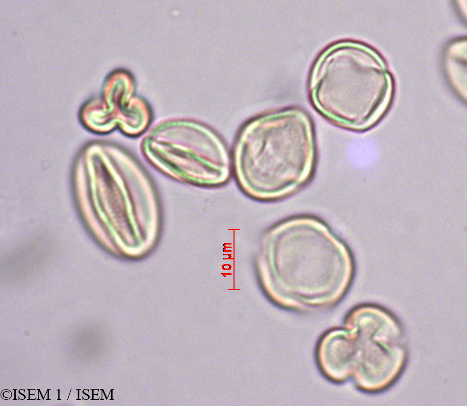 ISEM 1/Philadelphus_coronarius_27888/Philadelphus_coronarius_27888_0002(copy).jpg